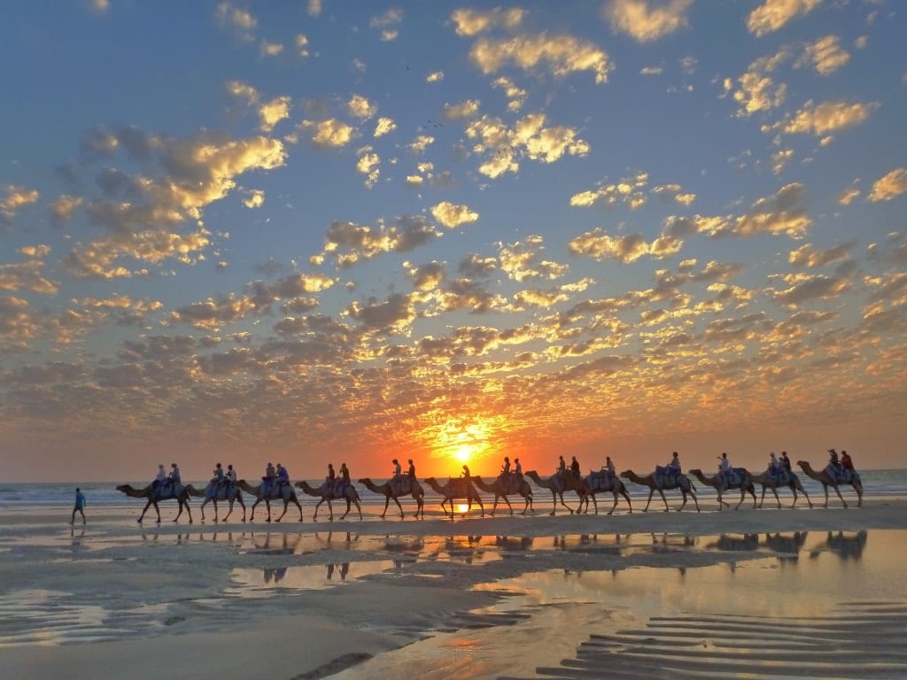 Camel Safari