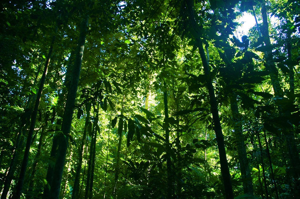 Port Douglas daintree rainforest