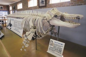 Skeleton