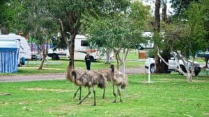 coffin bay caravan park