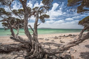 coffin bay national park black springs