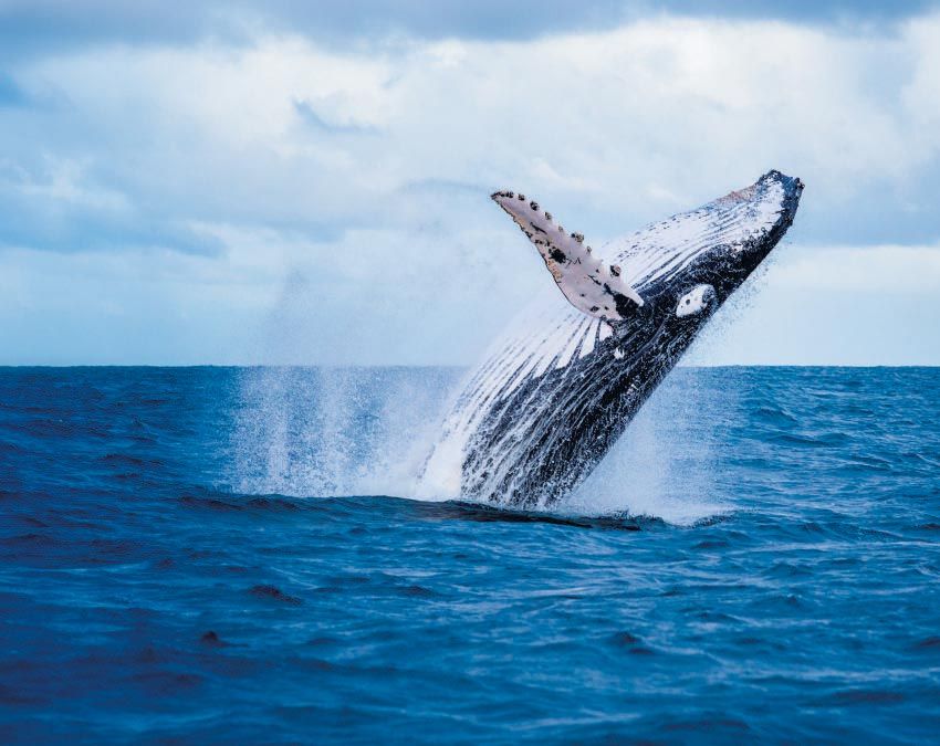 Whale coming out of water