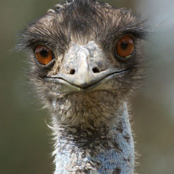 Emu