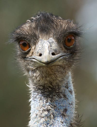 Emu