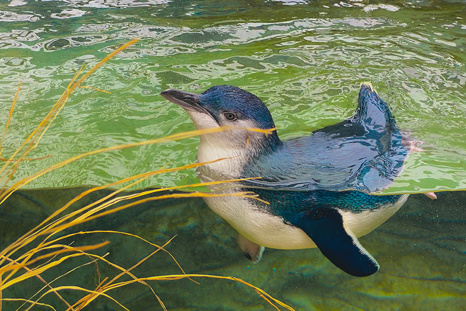 Phillip Island penguins